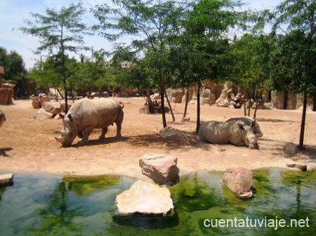 Bioparc. Valencia.